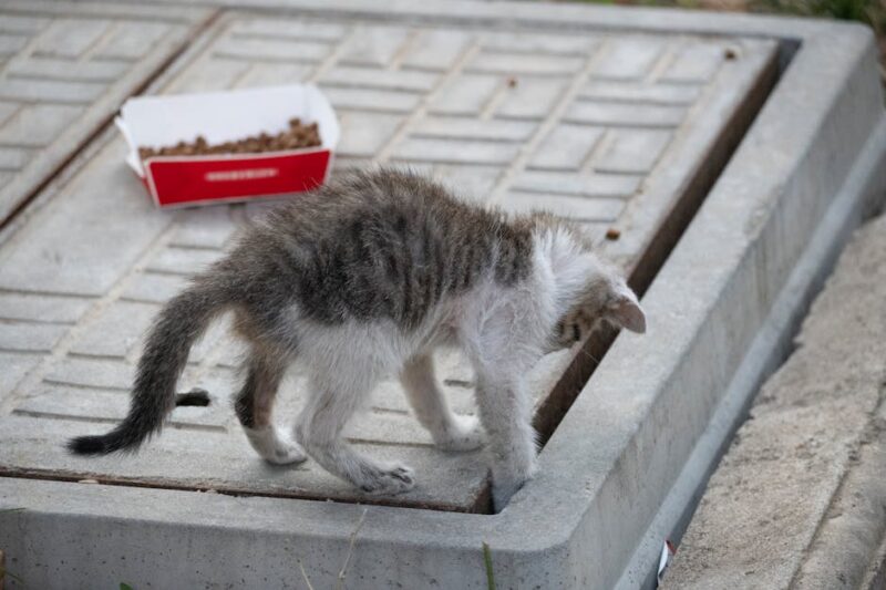 A Paw-some Surprise: Choosing the Best Subscription Box for Your Cat’s Needs