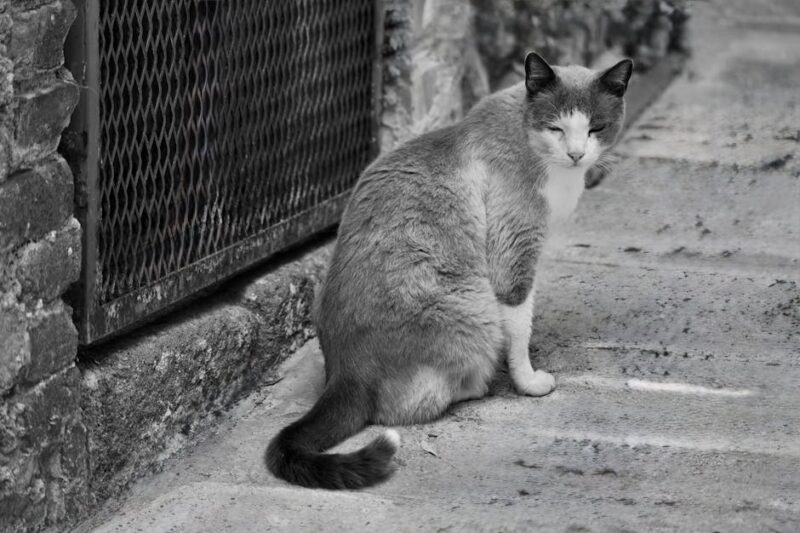 Beyond the Kibble: Discovering the Gourmet Delights in Cat Subscription Boxes