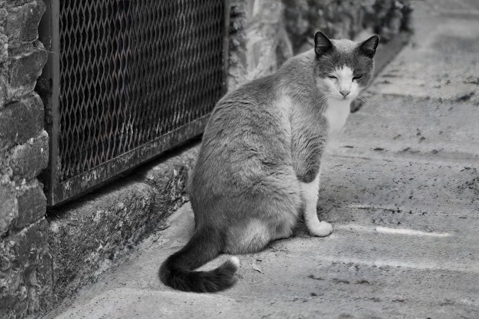 Beyond the Kibble: Discovering the Gourmet Delights in Cat Subscription Boxes Cover Image
