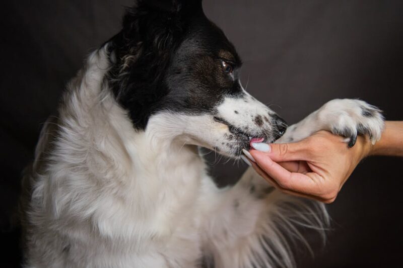 Dog Boarding Near Me: Home Away From Home