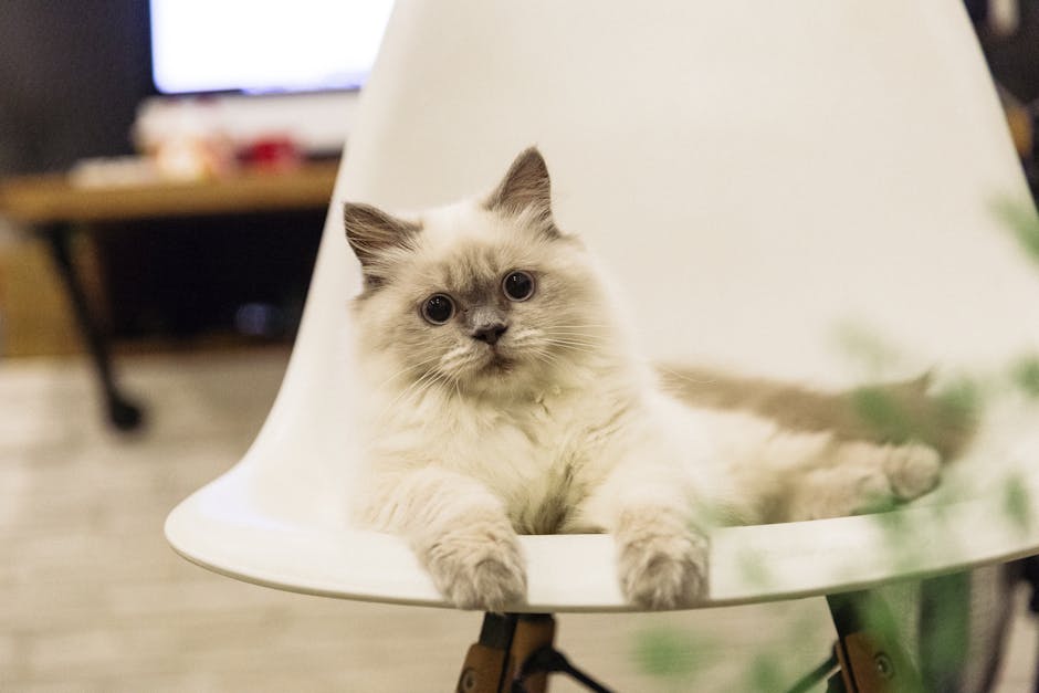 cat subscription box cat toys illustration content