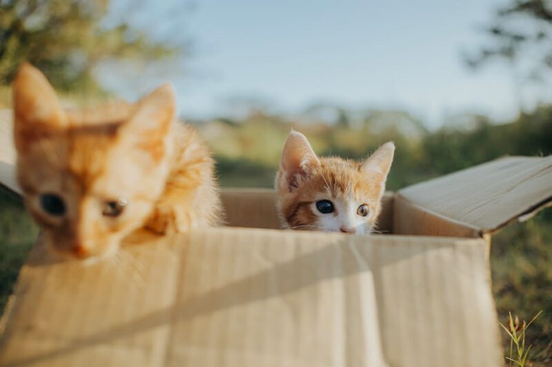 Happy Cat, Happy Home: The Purrfect Subscription Box Solution for Busy Owners