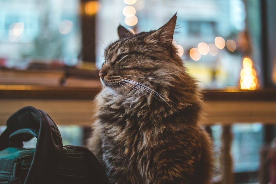cat subscription box cat toys illustration content