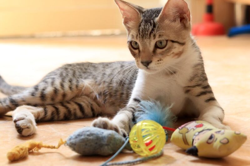 Kits & Kaboodles: Elevating Playtime with Curated Cat Subscription Boxes