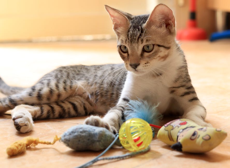 Kits & Kaboodles: Elevating Playtime with Curated Cat Subscription Boxes Cover Image