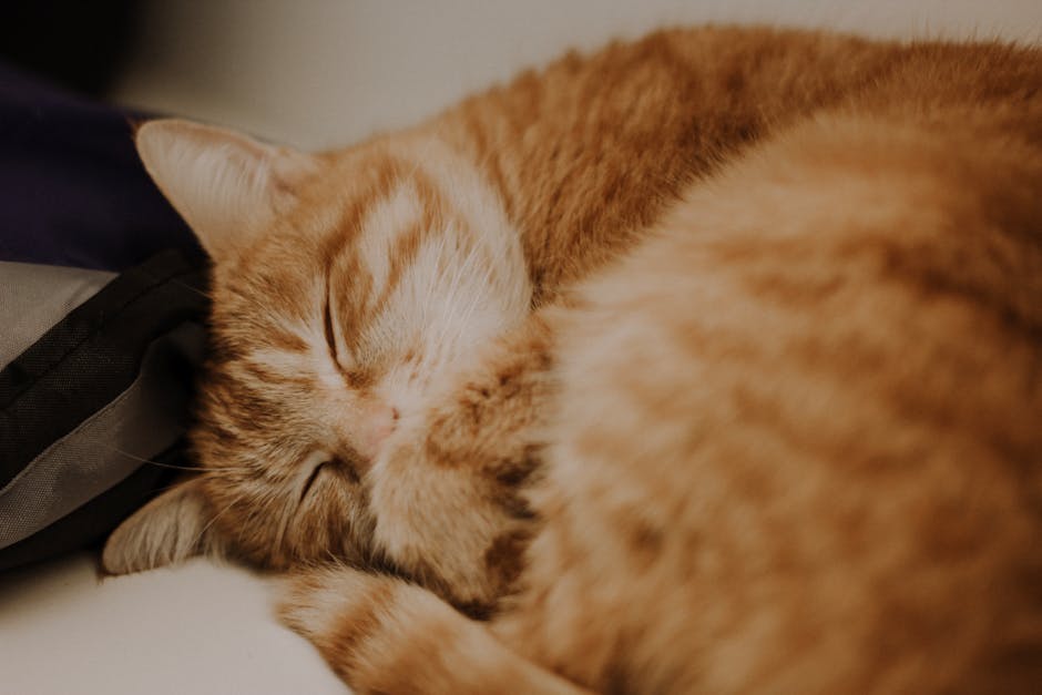cat subscription box cat toys illustration content