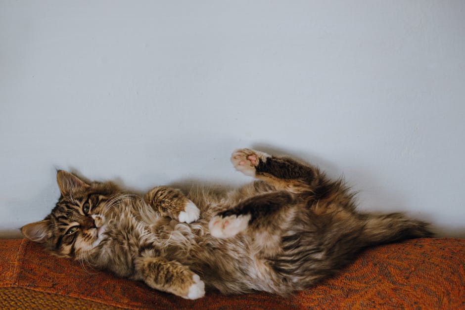 cat subscription box pet supplies illustration content
