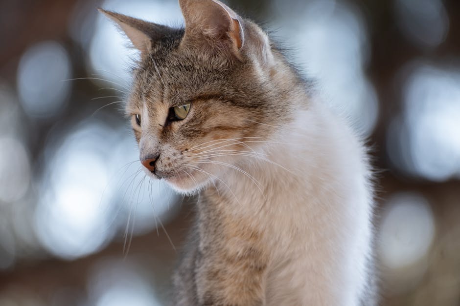 pet-friendly travel pet accommodations illustration content