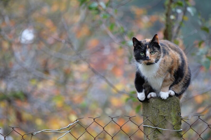 Purrfect Deliveries: The Ultimate Subscription Box for Your Feline Friend