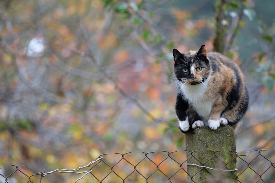 Purrfect Deliveries: The Ultimate Subscription Box for Your Feline Friend Cover Image