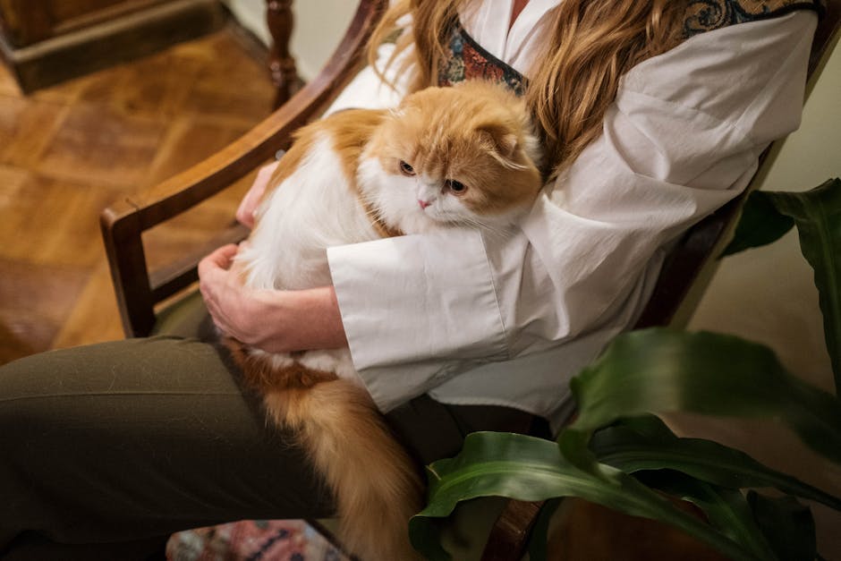 cat subscription box pet care illustration content