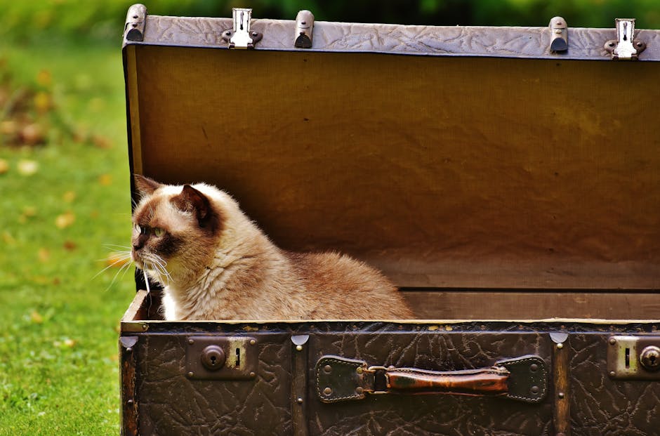 catnip cat subscription box illustration content