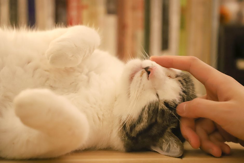 cat subscription box cat toys illustration content